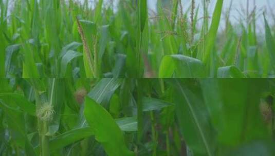 雨后玉米叶高清在线视频素材下载