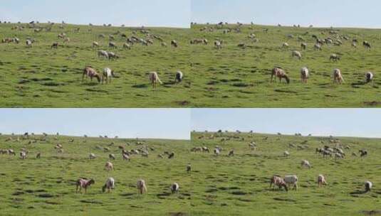 青海草原牧场羊群高清在线视频素材下载
