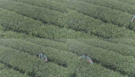 航拍茶园宣传视频素材高清在线视频素材下载