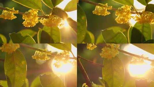 逆光中桂花 夕阳下桂花枝 唯美素材高清在线视频素材下载