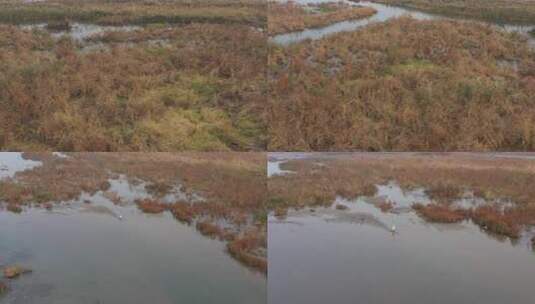 航拍 湿地 鸟 自然保护区 湿地保护区 北方高清在线视频素材下载