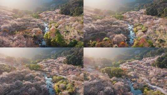 航拍福州永泰青梅花（葛岭万石村）16高清在线视频素材下载