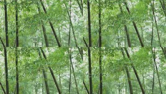 下雨天茂密的竹林枝叶繁茂生机勃勃的景象高清在线视频素材下载