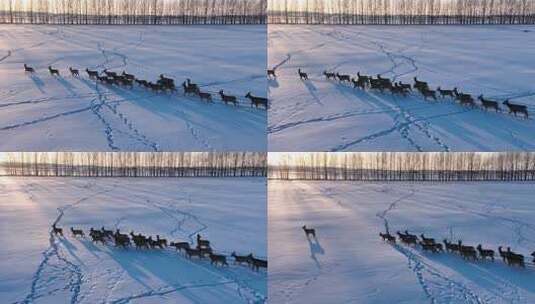 极寒雪原野生狍群高清在线视频素材下载