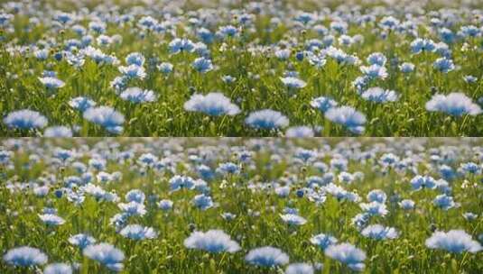 蓝花盛开的花海景象高清在线视频素材下载