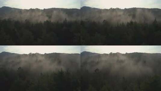 森林云雾缭绕全景高清在线视频素材下载