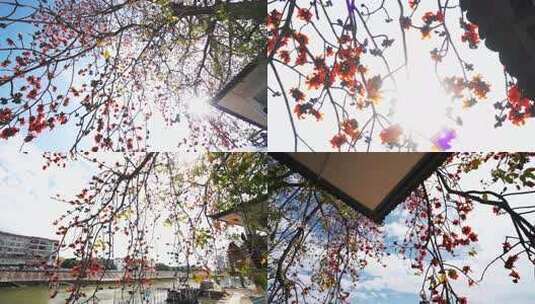 唯美意境岭南特色古建筑旁盛开的百年木棉花高清在线视频素材下载