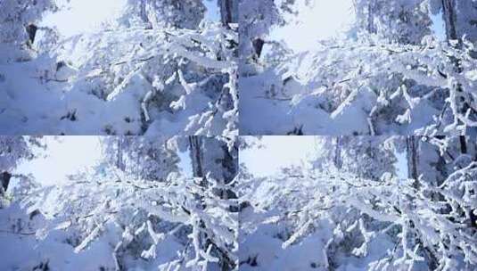 四川眉山瓦屋山景区树枝上覆盖冰雪的雪景高清在线视频素材下载