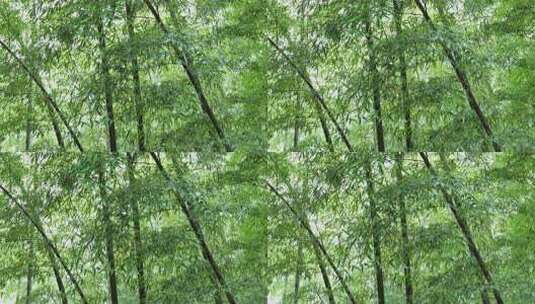 下雨天茂密的竹林枝叶繁茂生机勃勃的景象高清在线视频素材下载