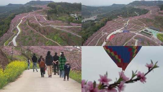 六赢山十里桃花高清在线视频素材下载