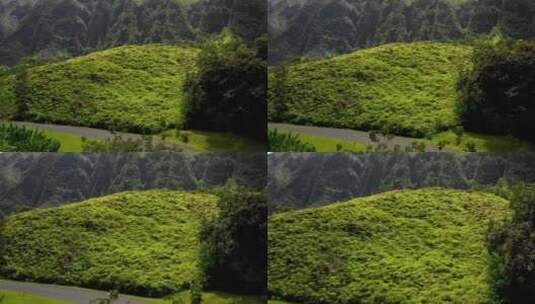 无人机拍摄的森林景观高清在线视频素材下载