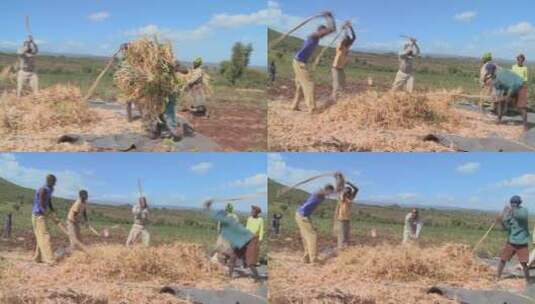非洲农场里人民打小麦高清在线视频素材下载