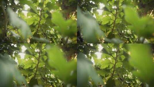 植物的绿叶高清在线视频素材下载