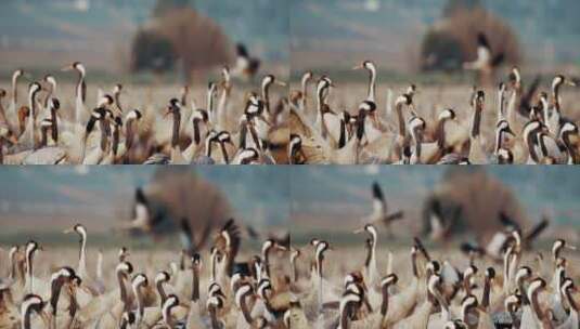 一群鸟类迁徙的画面高清在线视频素材下载