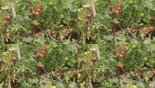 树苗上成熟的小番茄高清在线视频素材下载