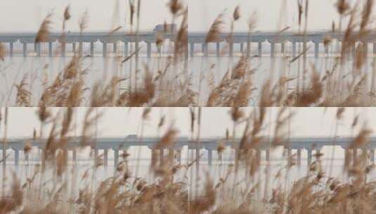 天津海河岸边芦苇荡野草高清在线视频素材下载