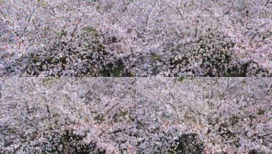 春天的樱花温馨洁白明亮花瓣花朵鲜花高清在线视频素材下载