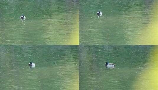 春天在湖水里游弋野鸭子高清在线视频素材下载