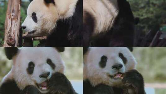 动物园大熊猫视频憨态可掬舔舌头吃面包高清在线视频素材下载