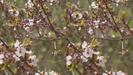 【镜头合集】初春樱花桃花鲜花花卉植物高清在线视频素材下载