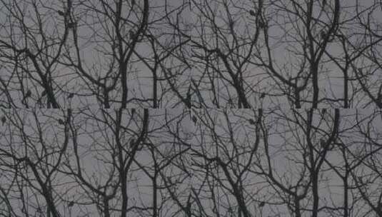冬季树上麻雀剪影LOG高清在线视频素材下载