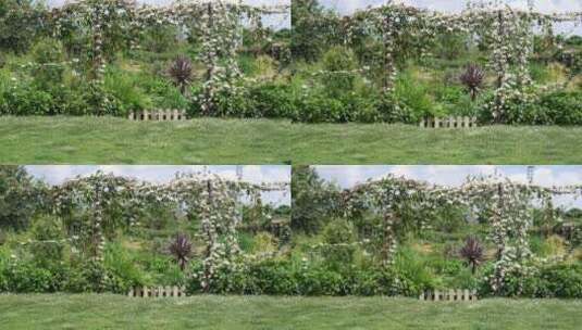 花园花房鲜花花卉特写高清在线视频素材下载