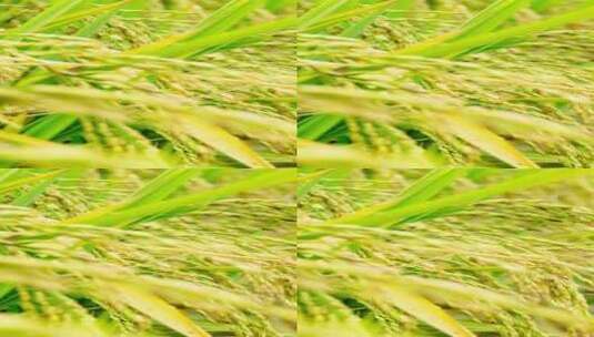 秋天的稻穗特写4k平移高清在线视频素材下载