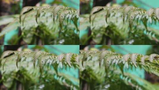 蕨类植物叶子热带雨林生物高清在线视频素材下载