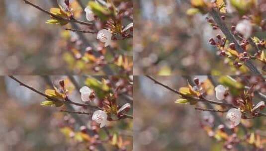 腊梅梅花樱花鲜花高清在线视频素材下载