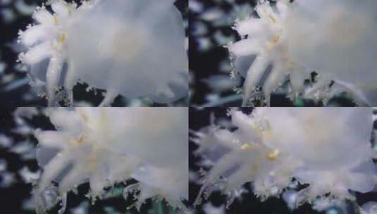 漂浮的倒立水母触角海蜇高清在线视频素材下载