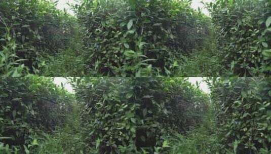 中国南方高山茶园雨后茶叶树木升格慢动作高清在线视频素材下载