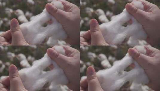 在新疆棉花田里把采摘的棉花撕开60帧高清在线视频素材下载