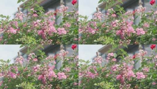 城市内的花——蔷薇高清在线视频素材下载