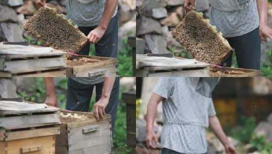 乡村养蜂人2高清在线视频素材下载