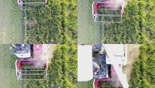 联合收割机在农田上收割庄稼高清在线视频素材下载