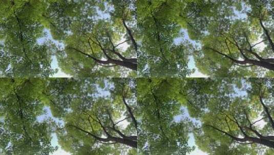 仰拍小区内的樟树集锦高清在线视频素材下载