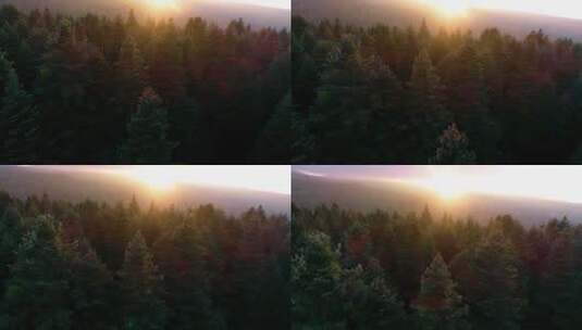 森林 原始森林 山林 生机勃勃 壮丽 树林高清在线视频素材下载