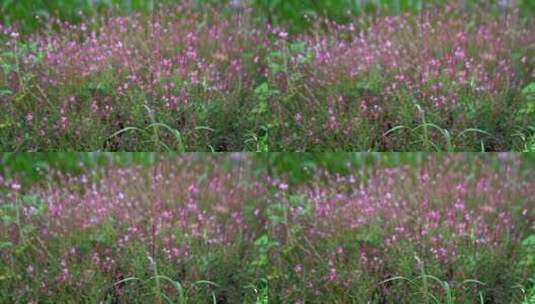 野外紫色花盛开实拍高清在线视频素材下载