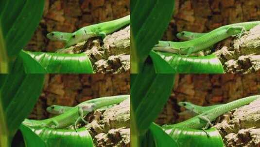 绿色的变色龙蜥蜴爬过高清在线视频素材下载