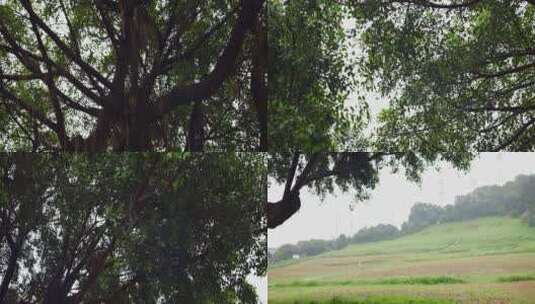 清晨雨后公园两颗榕树下草地露营空景高清在线视频素材下载