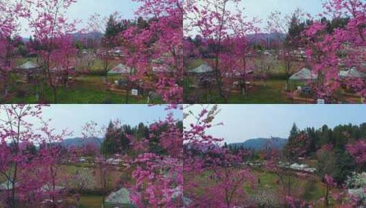 航拍郊野公园春天的樱花高清在线视频素材下载