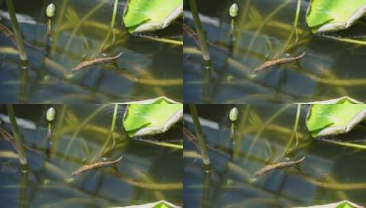 小鱼穿梭莲花池荷花池高清在线视频素材下载