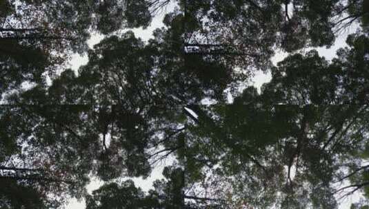 原始树木森林高清在线视频素材下载
