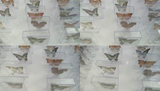 美丽蝴蝶标本高清在线视频素材下载
