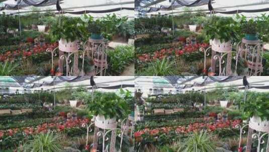 生态花卉市场植物园高清在线视频素材下载