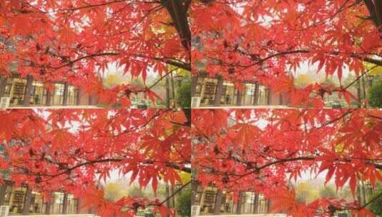 秋天枫叶秋天红色的枫叶鸡爪槭高清在线视频素材下载