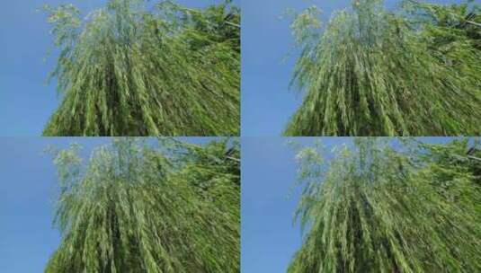 柳江边的柳树高清在线视频素材下载