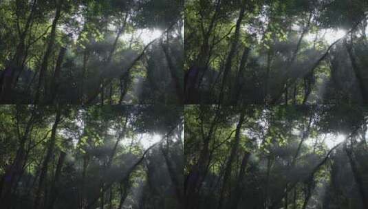 清晨的森林高清在线视频素材下载
