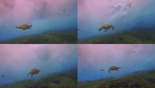 海中游泳的海龟高清在线视频素材下载