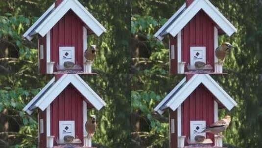 小鸟的木质小屋高清在线视频素材下载